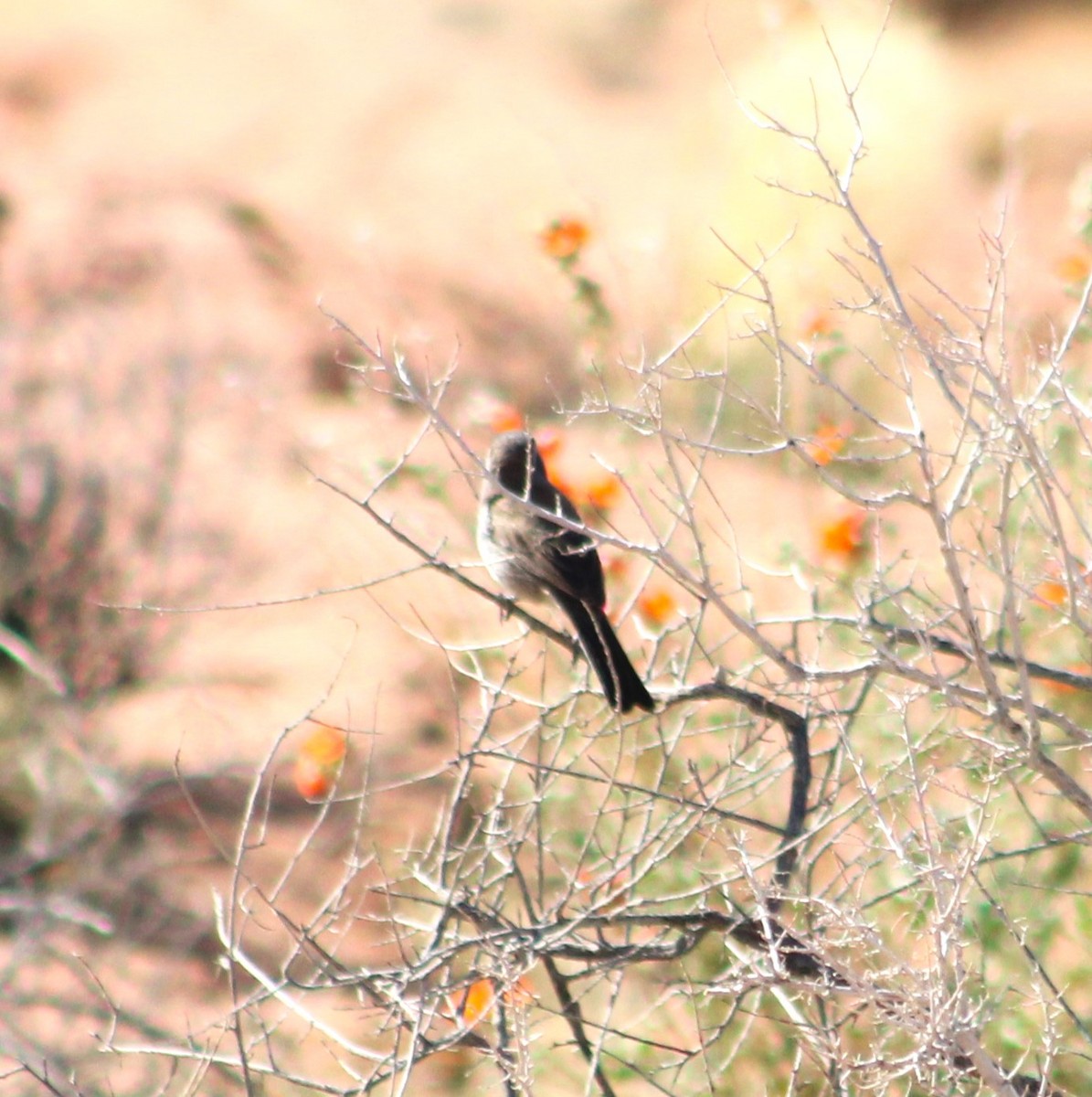Black-throated Sparrow - Marsha Painter