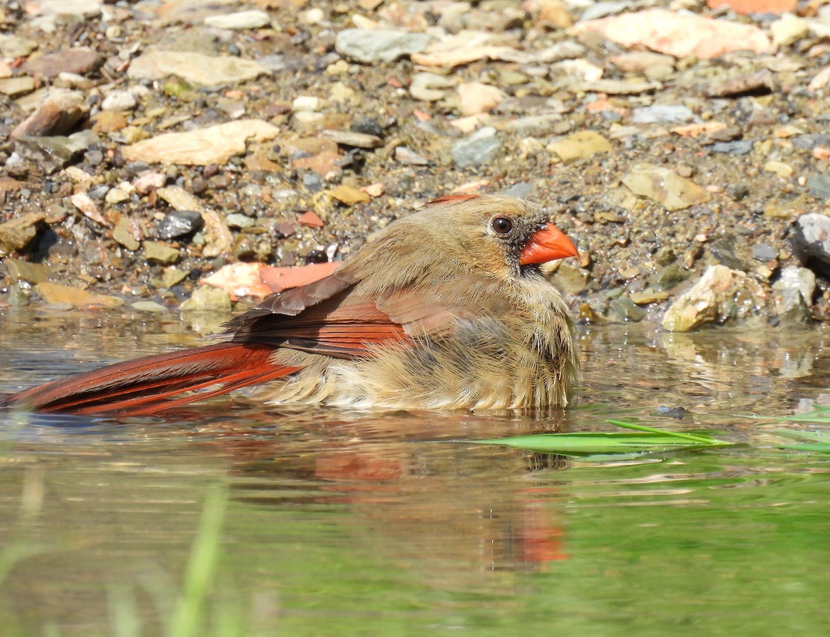 Northern Cardinal - Corvus 𓄿