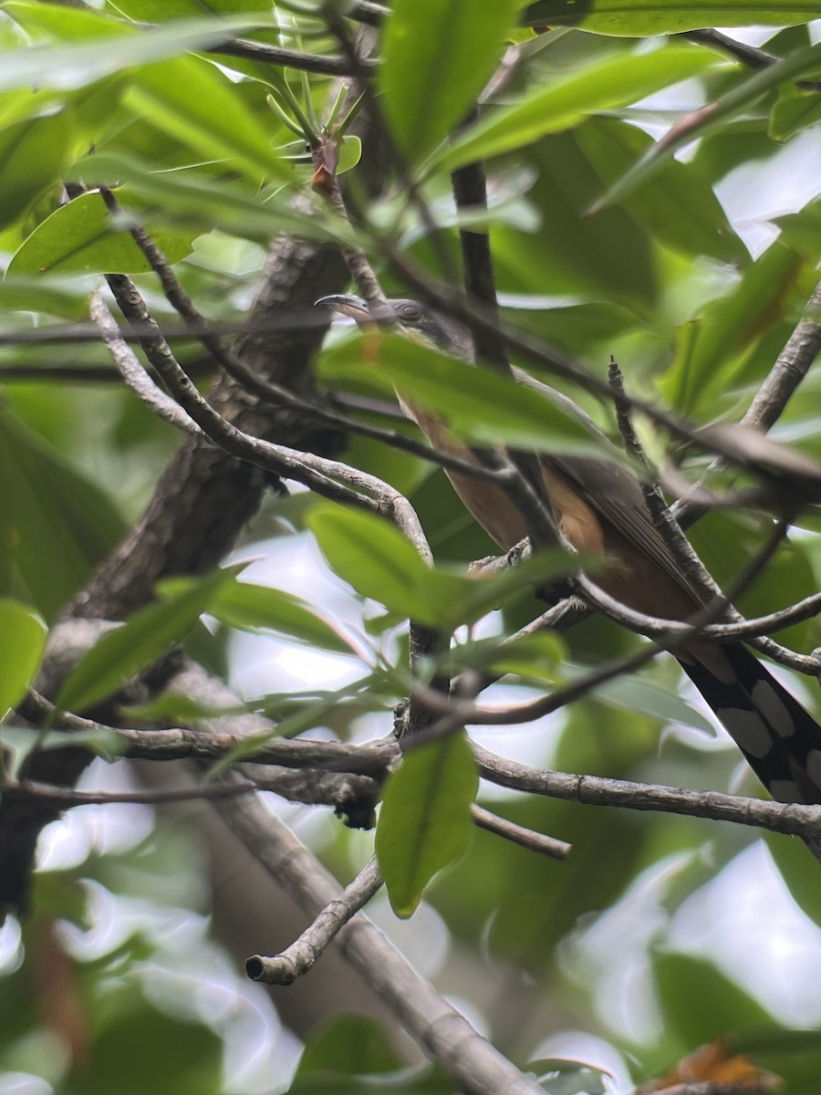 Mangrove Cuckoo - Rogers "Caribbean Naturalist" Morales