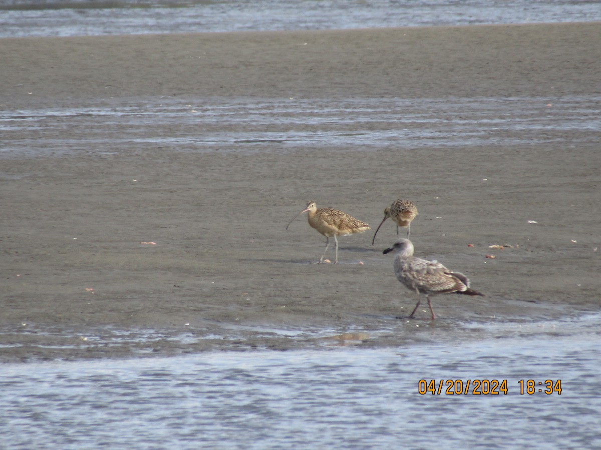 Long-billed Curlew - ML618137686