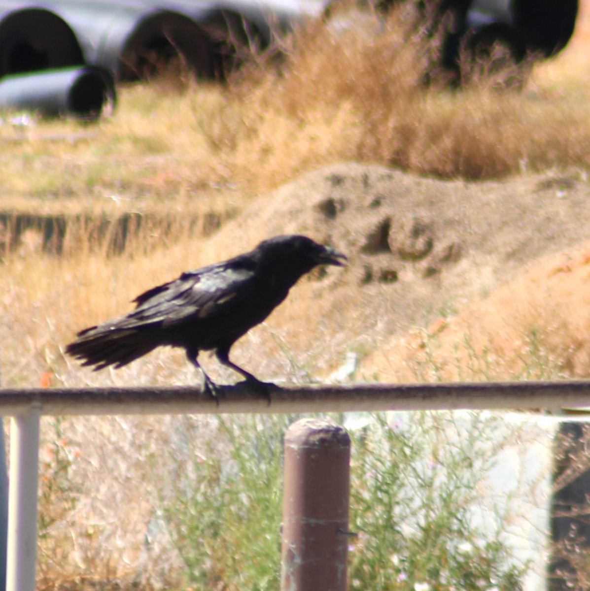 Common Raven - Marsha Painter