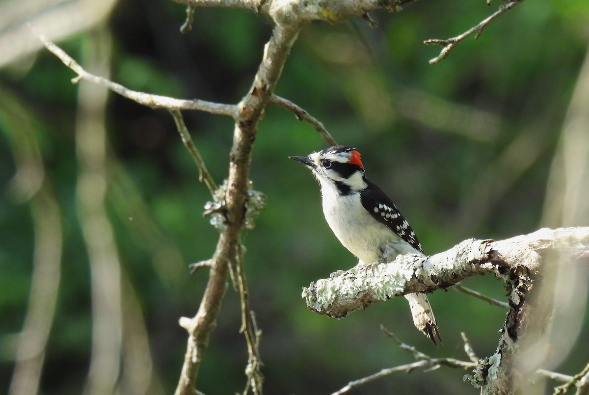 Downy Woodpecker - Corvus 𓄿