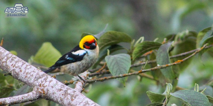 Flame-faced Tanager - ML618137719