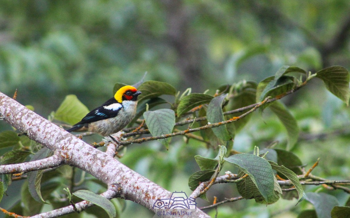 Flame-faced Tanager - ML618137720