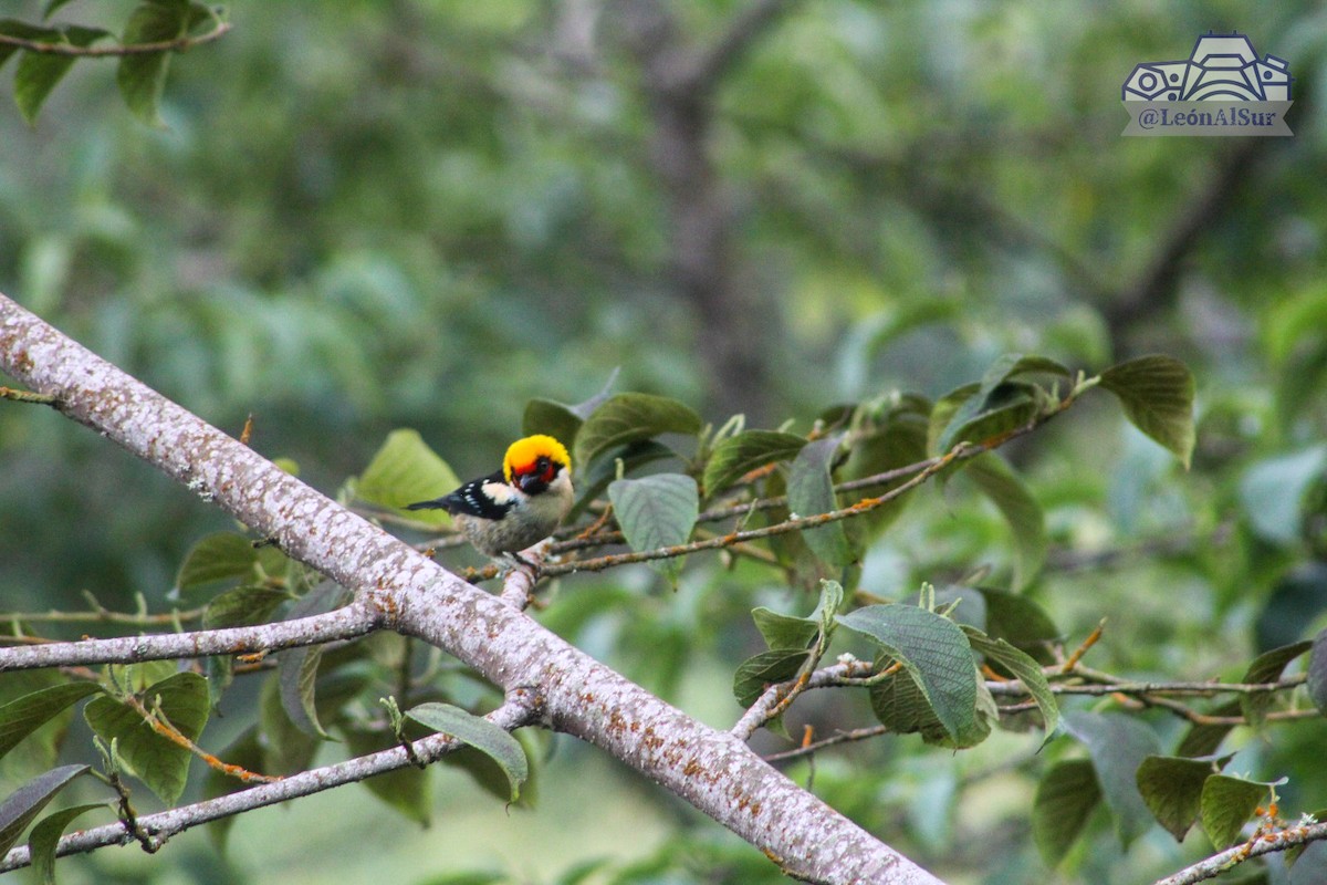 Flame-faced Tanager - ML618137721