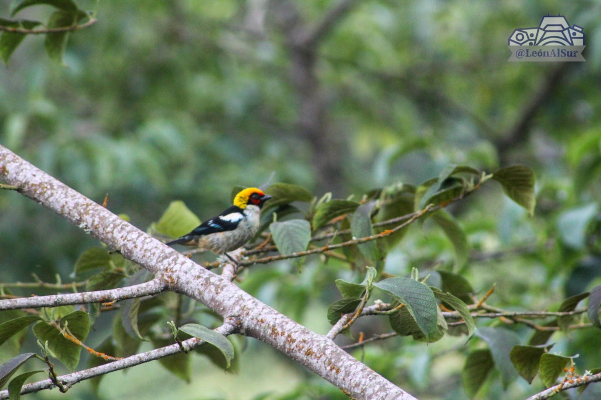 Flame-faced Tanager - ML618137722