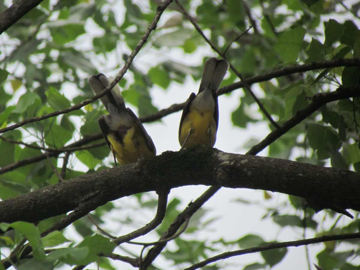 Blue-crowned Laughingthrush - ML618137744