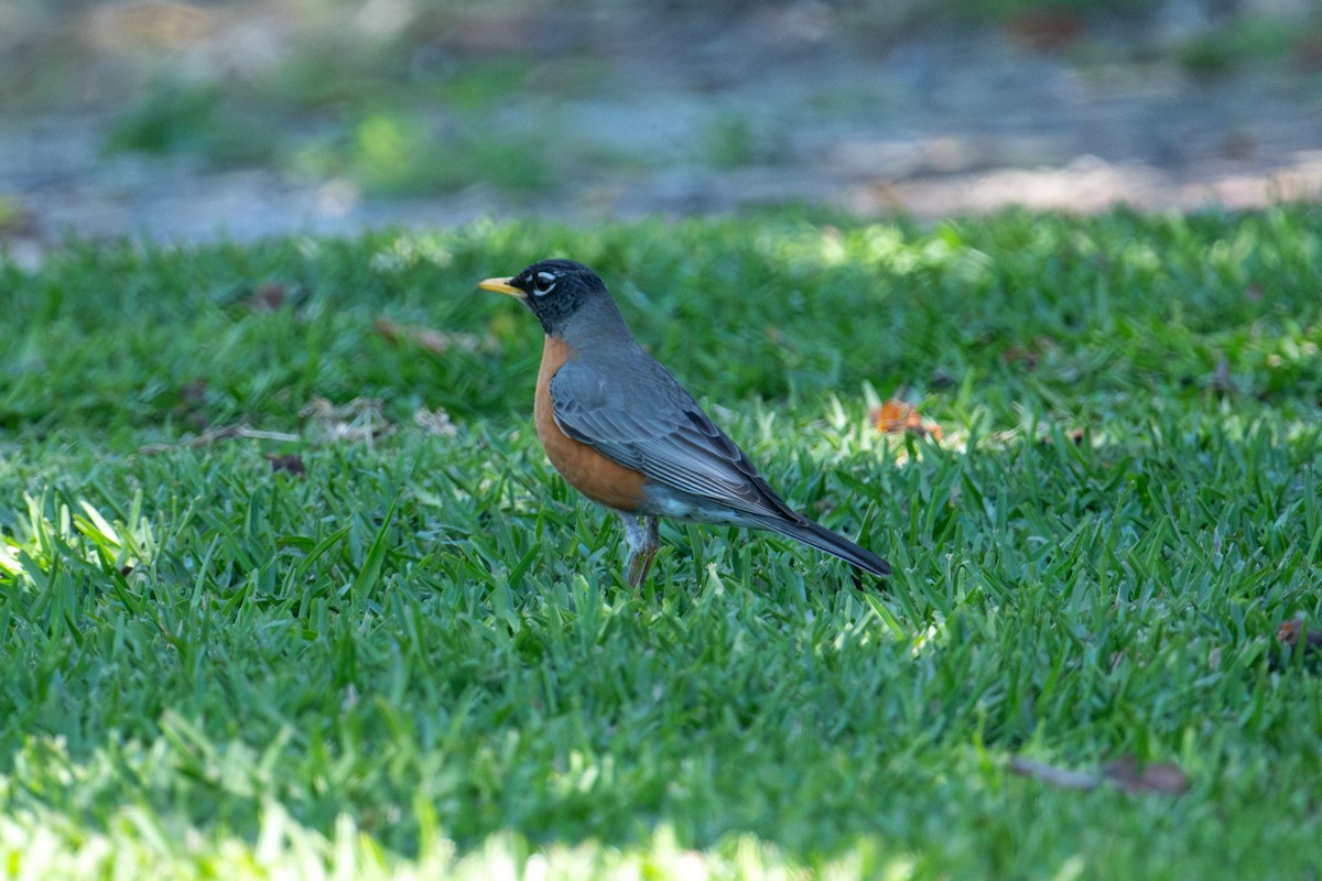 American Robin - Brent Reed