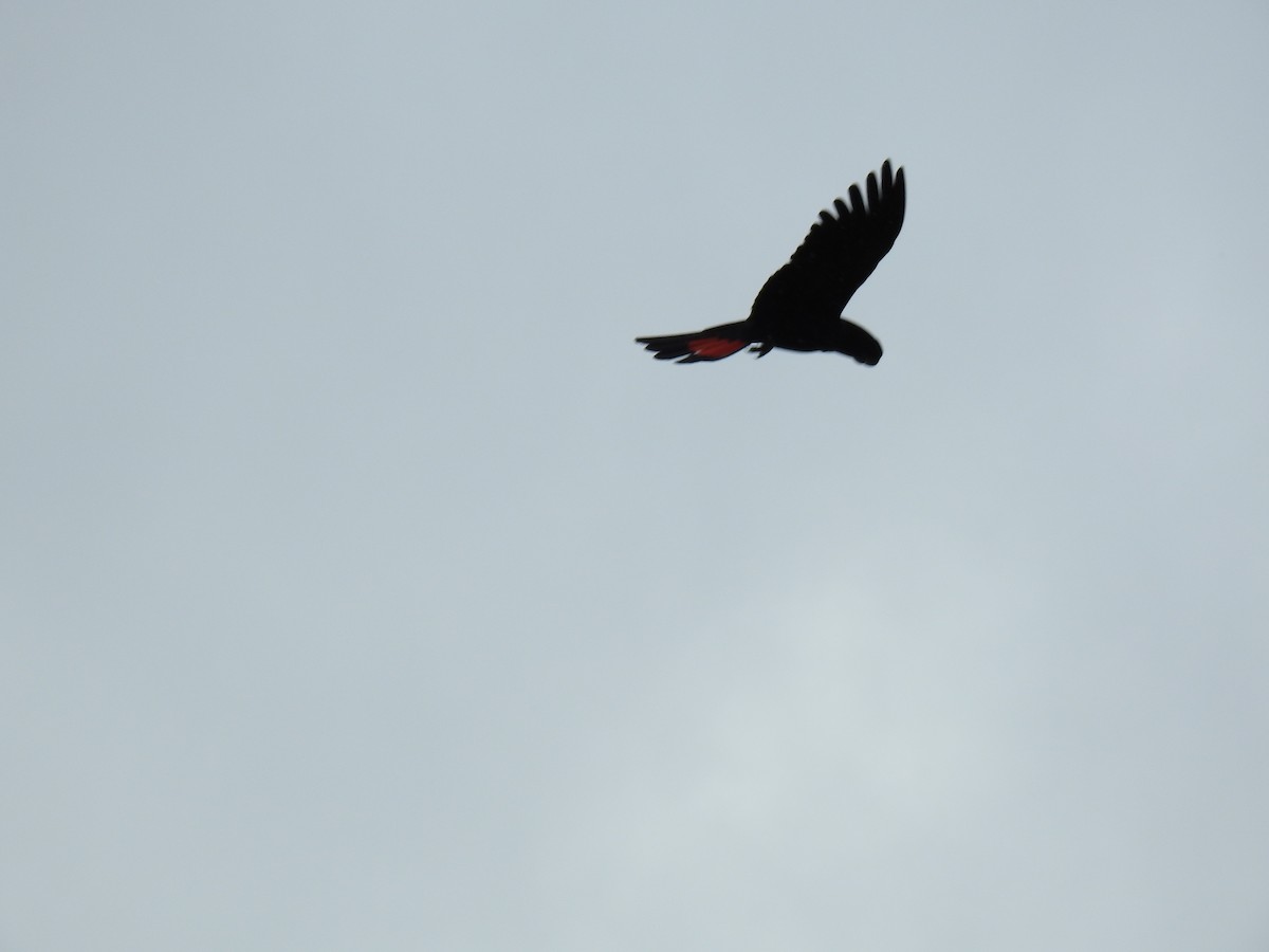 Red-tailed Black-Cockatoo - ML618137821