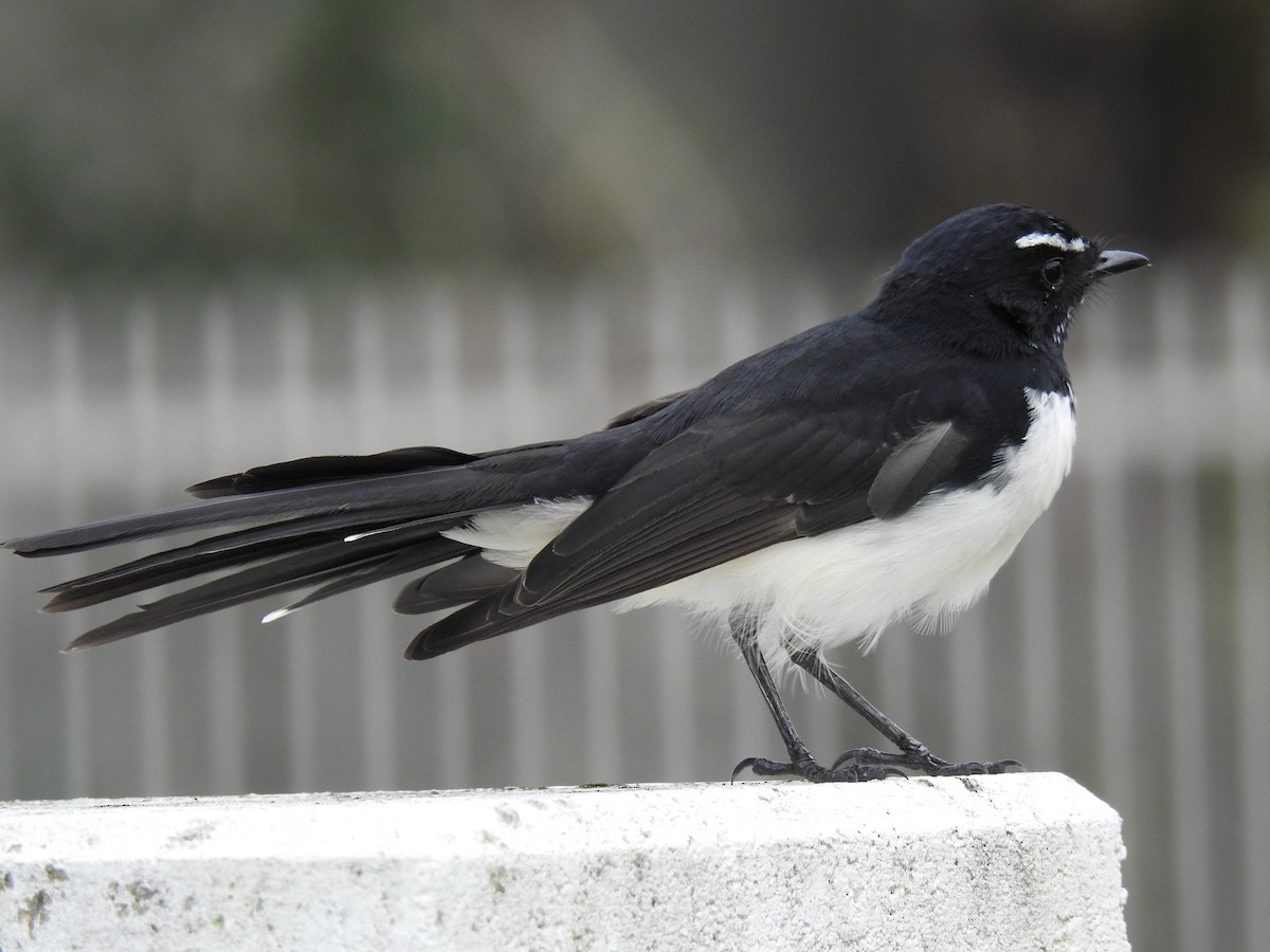 Willie-wagtail - ML618137830