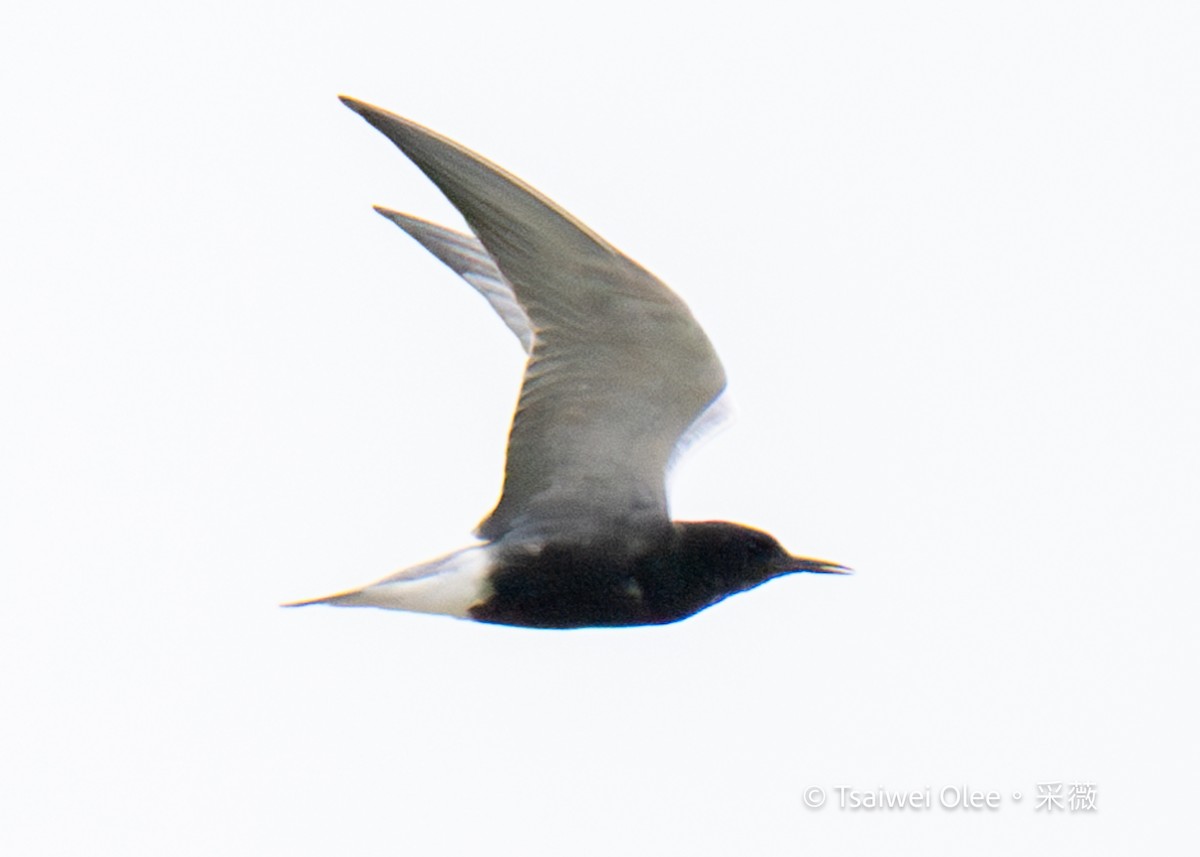 Black Tern - Tsaiwei Olee