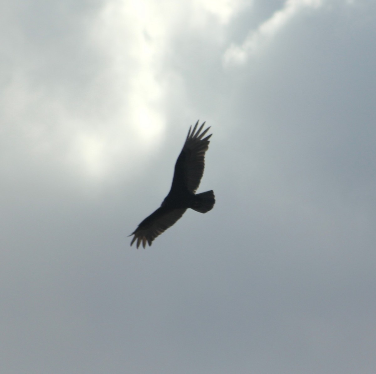 Turkey Vulture - ML618137889