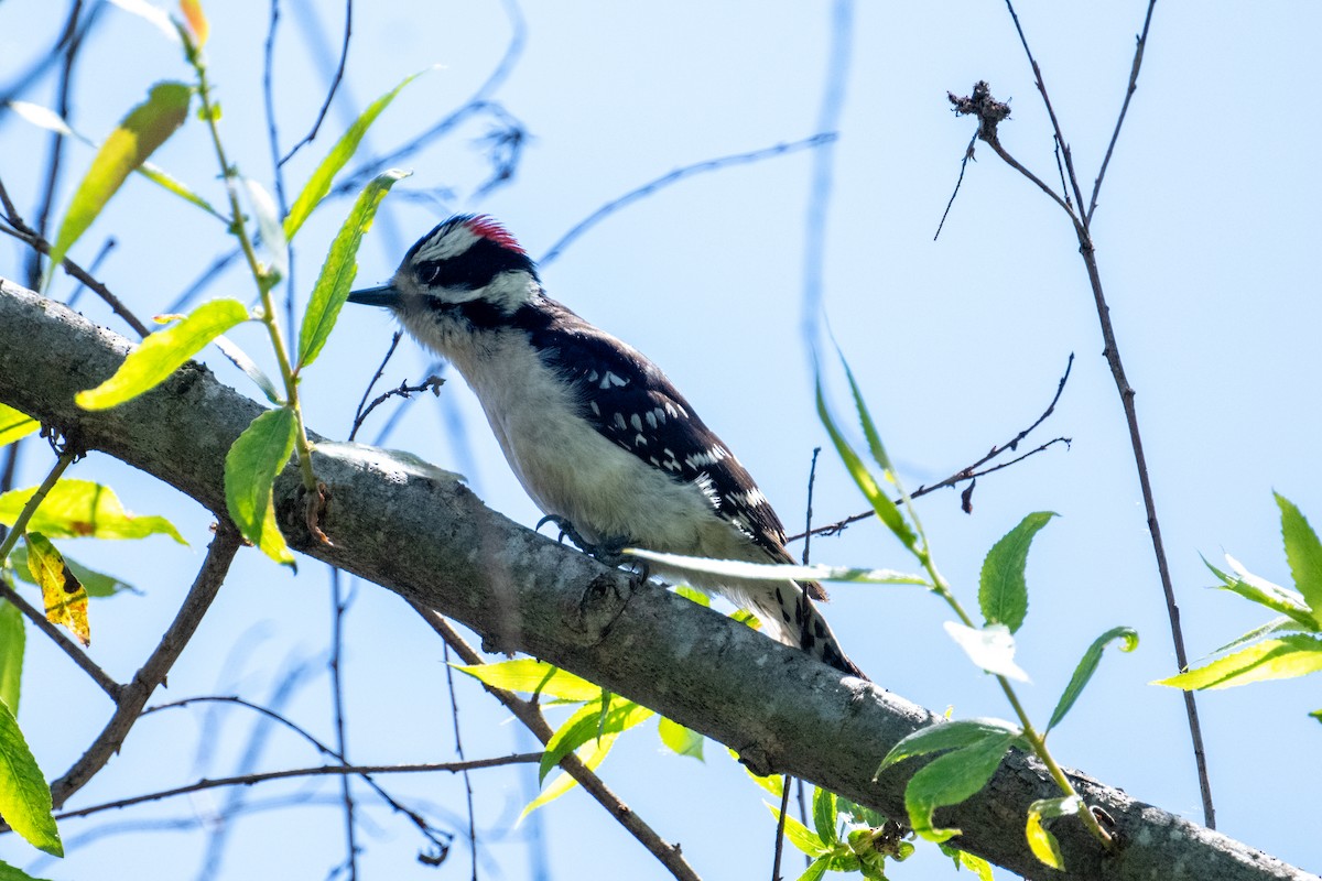 Downy Woodpecker - Brent Reed