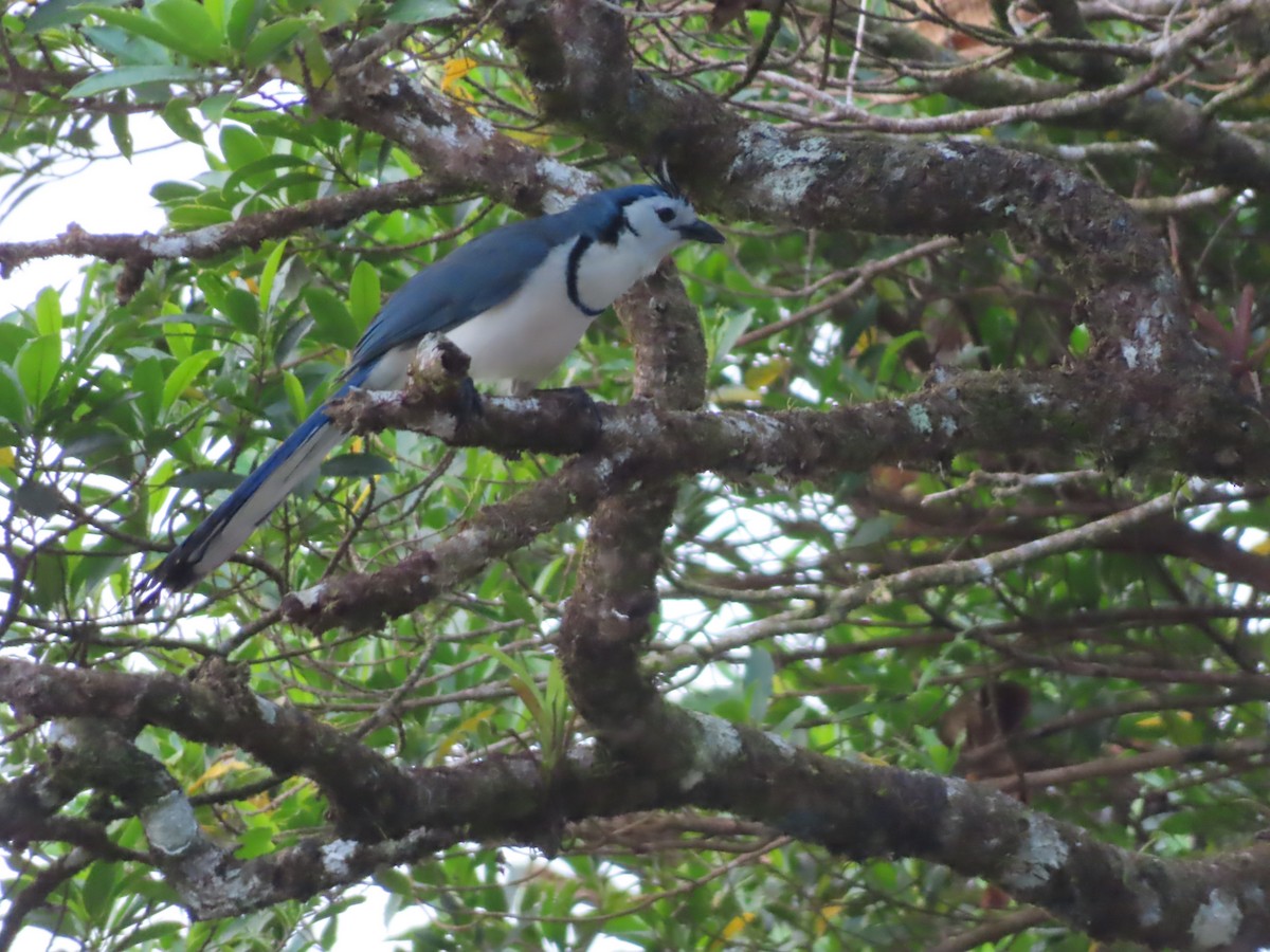White-throated Magpie-Jay - ML618137923