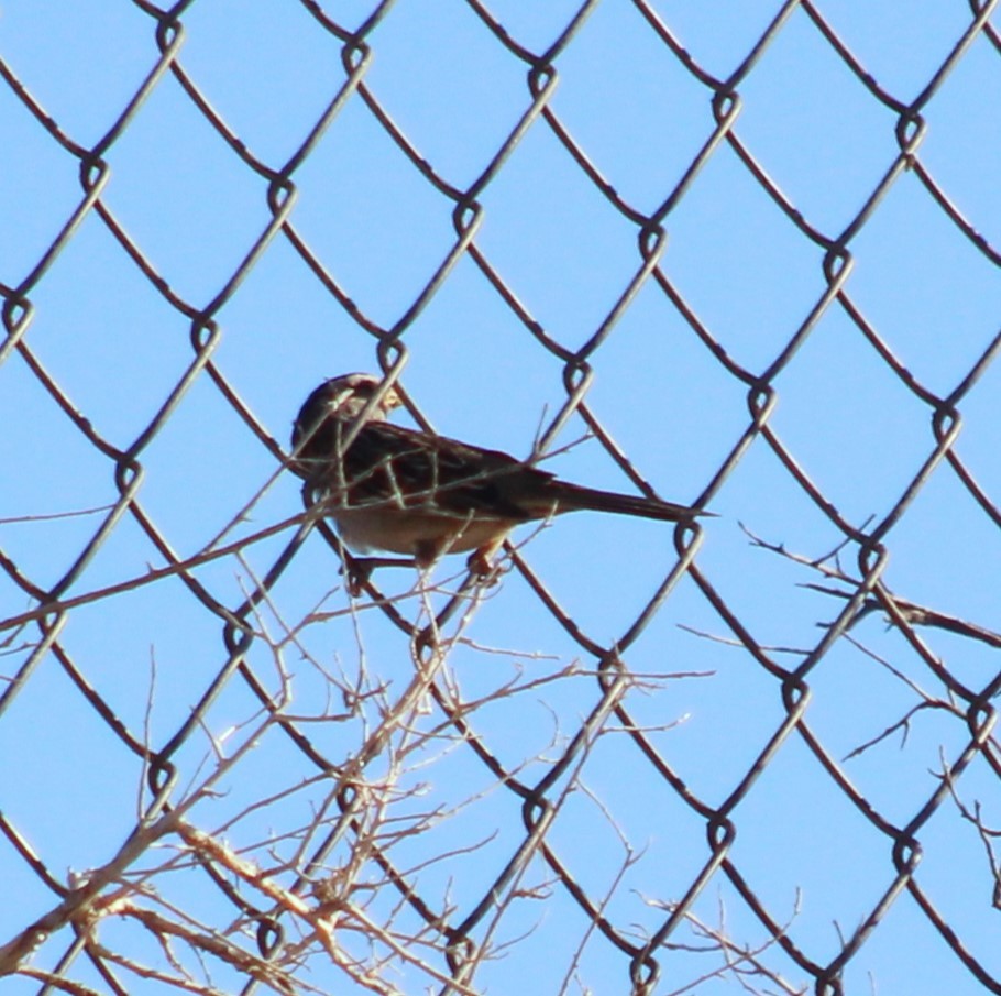 Black-throated Sparrow - Marsha Painter
