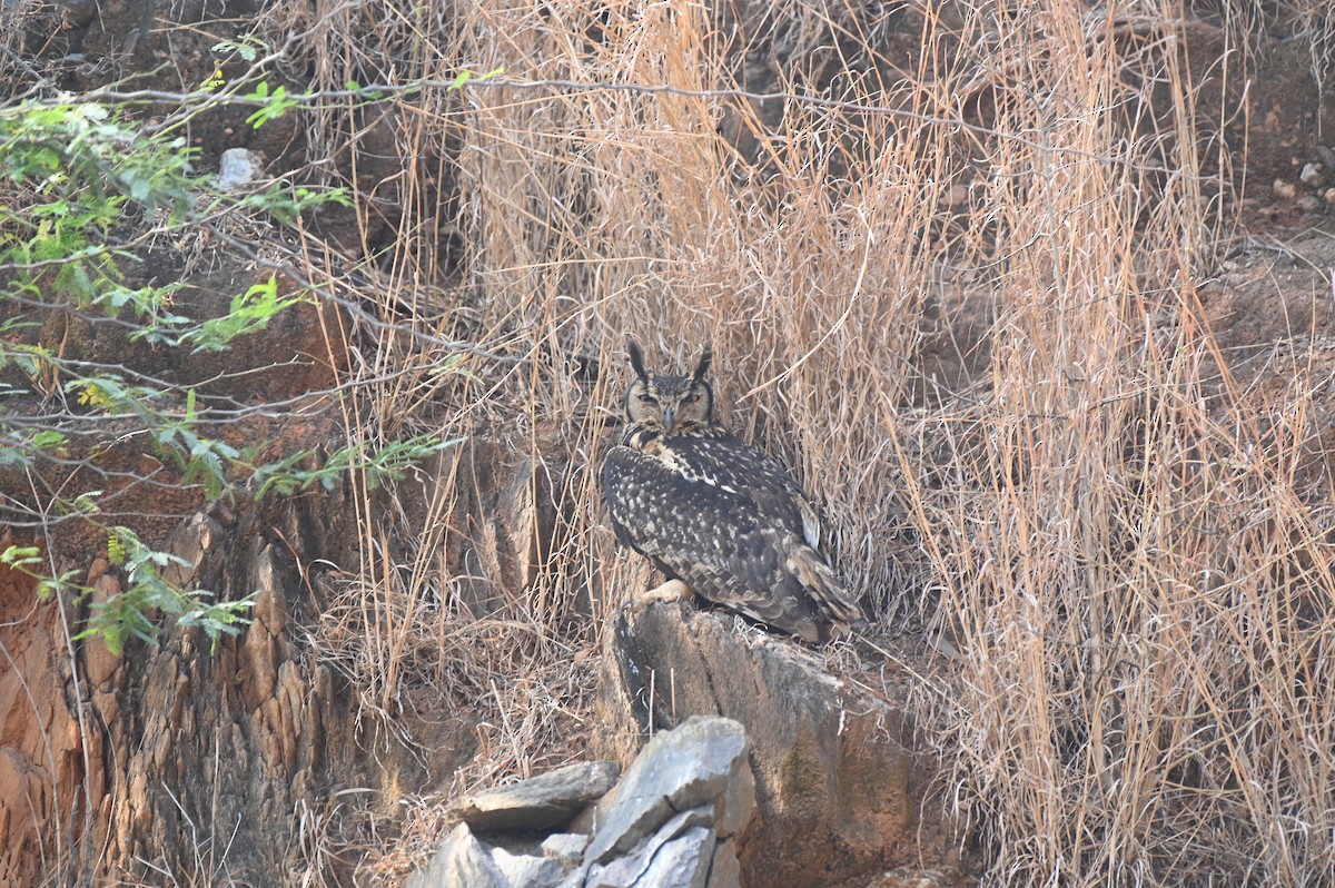 Rock Eagle-Owl - ML618137961