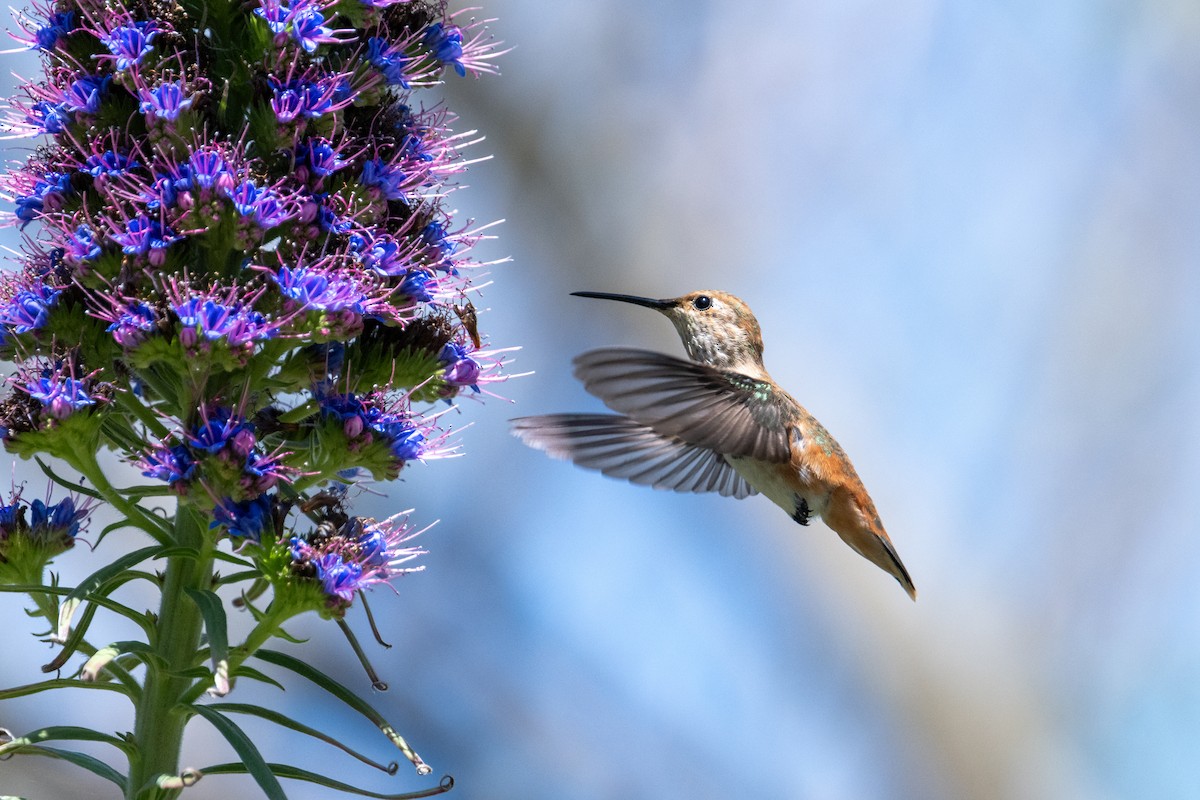 Allen's Hummingbird - Brent Reed