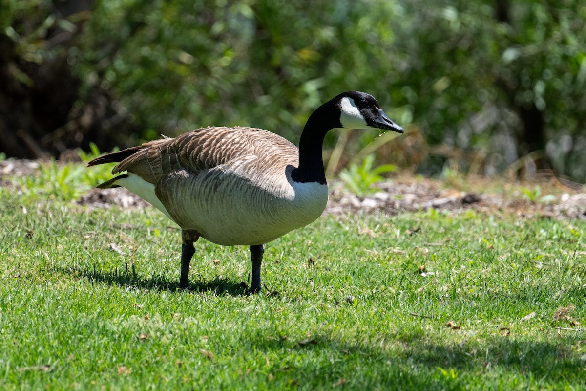 Canada Goose - Brent Reed