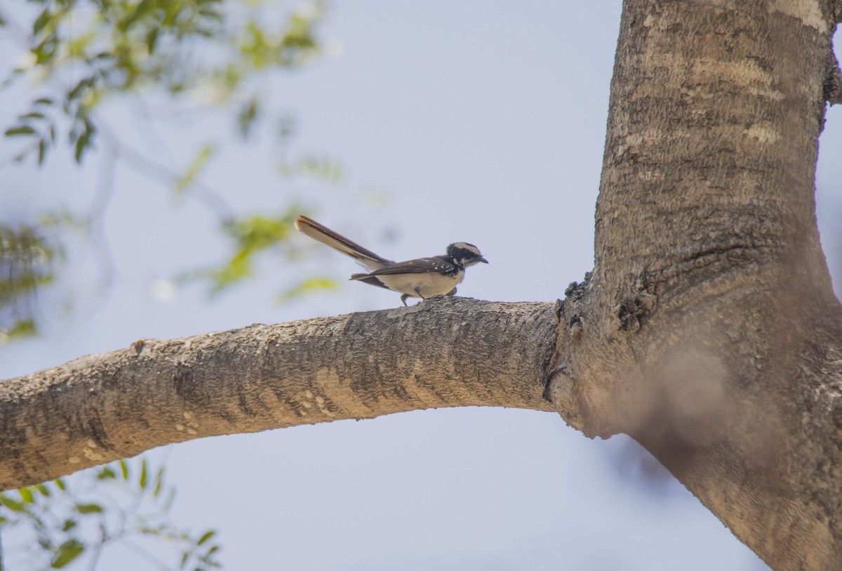 White-browed Fantail - ML618138019