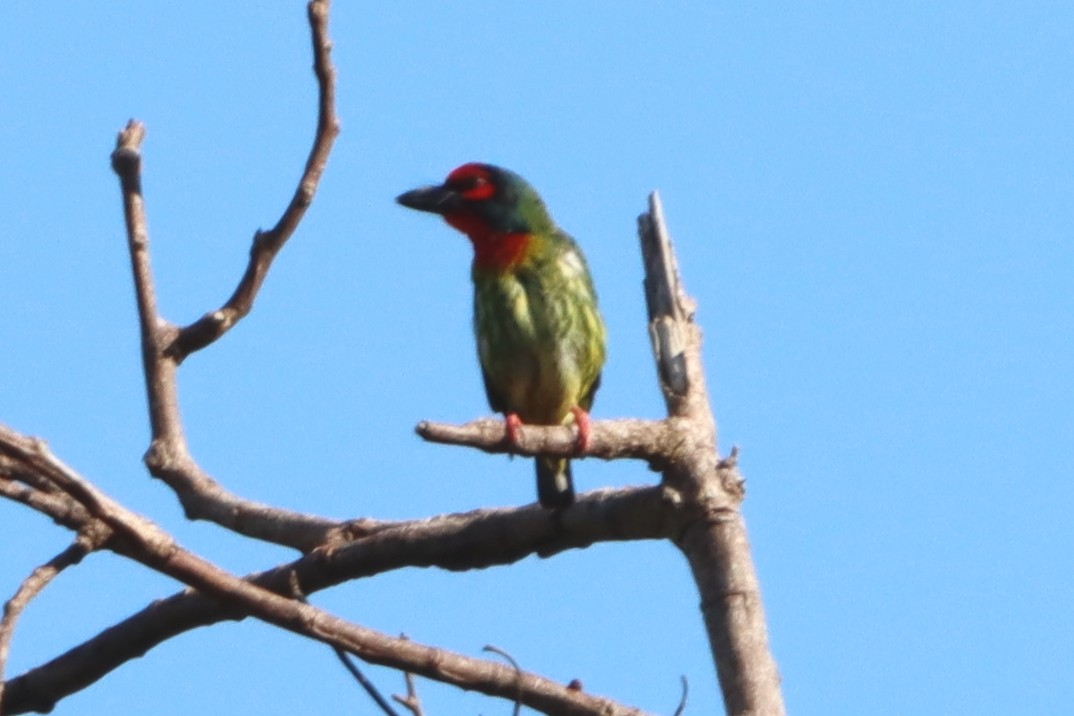 Coppersmith Barbet (Philippine Red-faced) - ML618138054