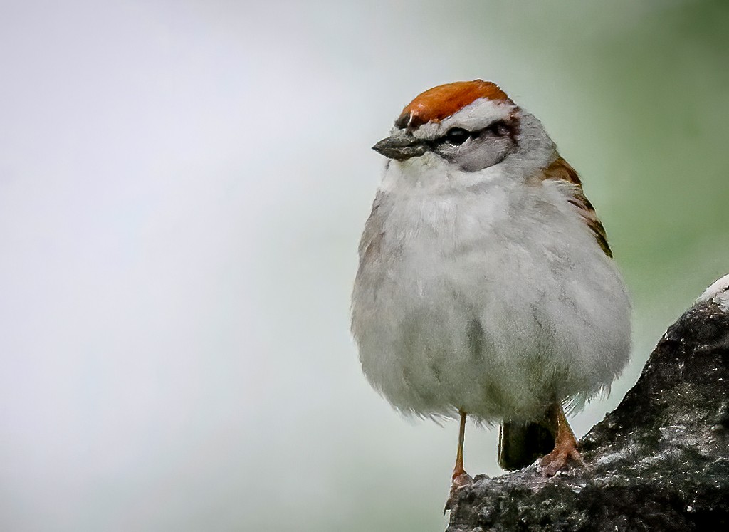Chipping Sparrow - Gary Ladner