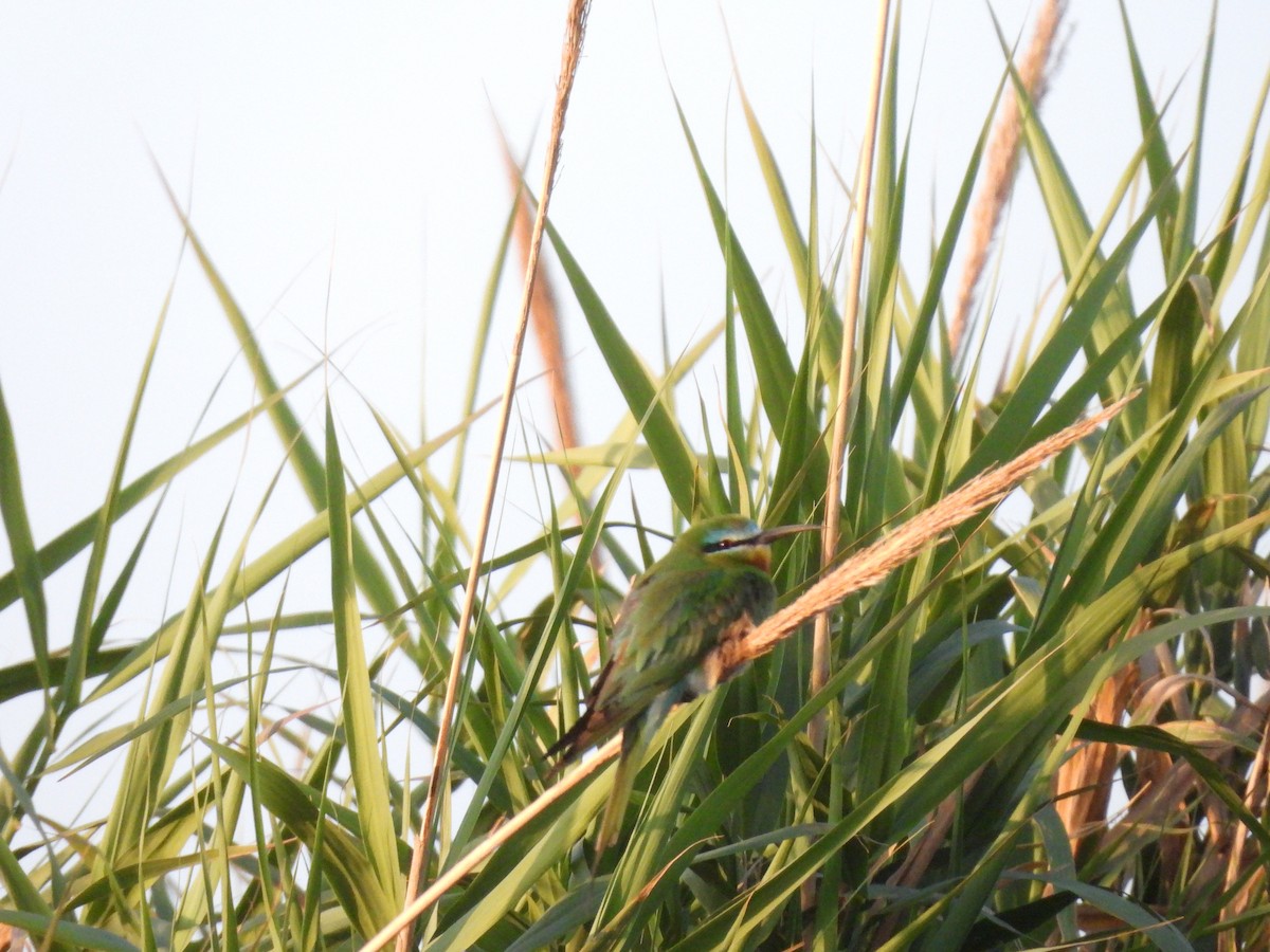 Blue-cheeked Bee-eater - Fot Tsak