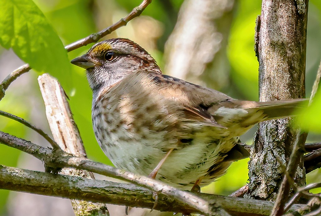 White-throated Sparrow - Gary Ladner