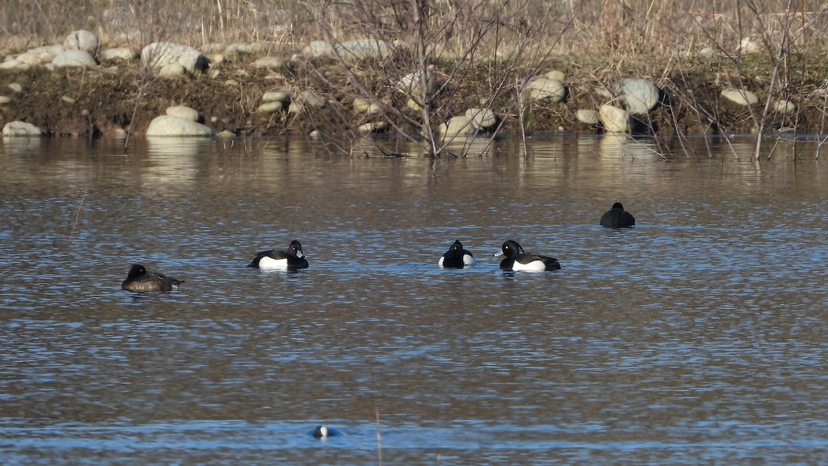 Tufted Duck - ML618138077