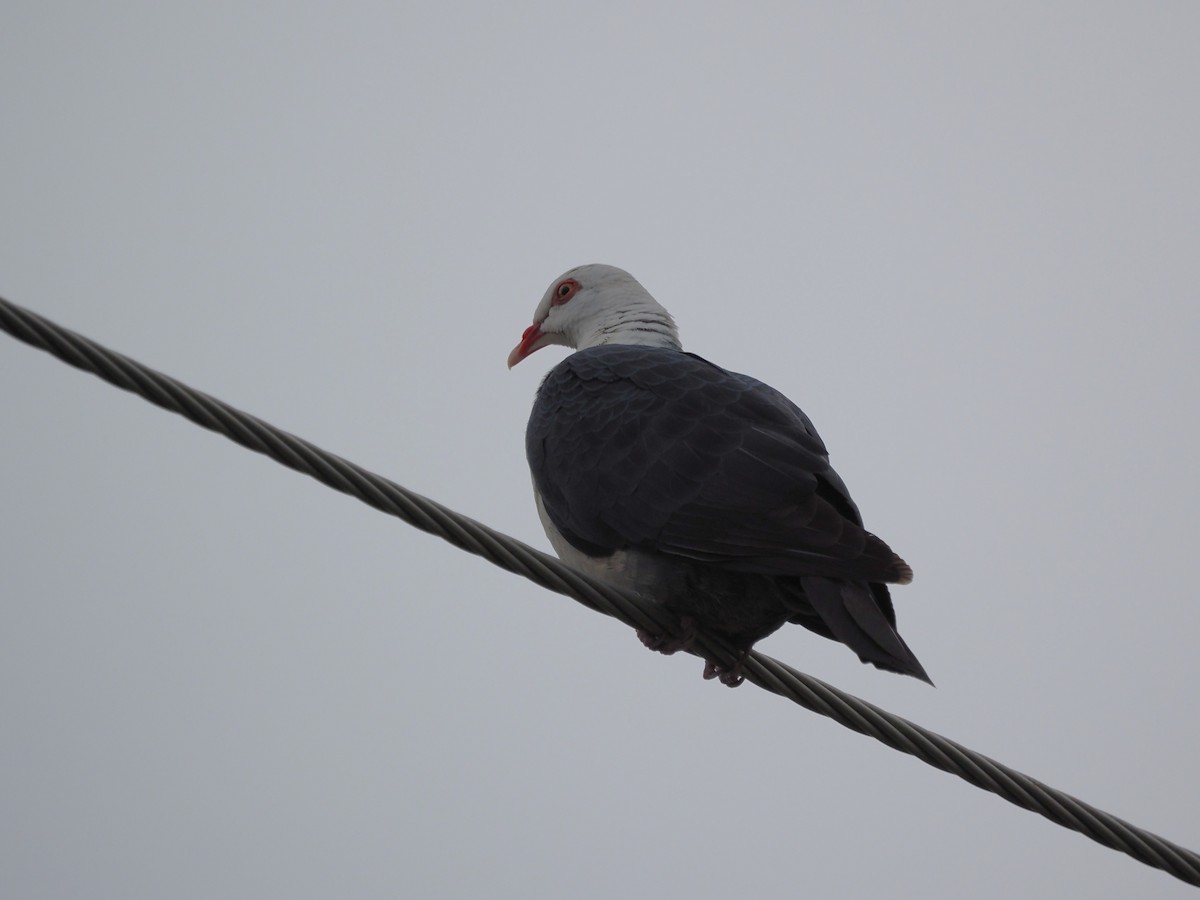 White-headed Pigeon - Lyn Boorman