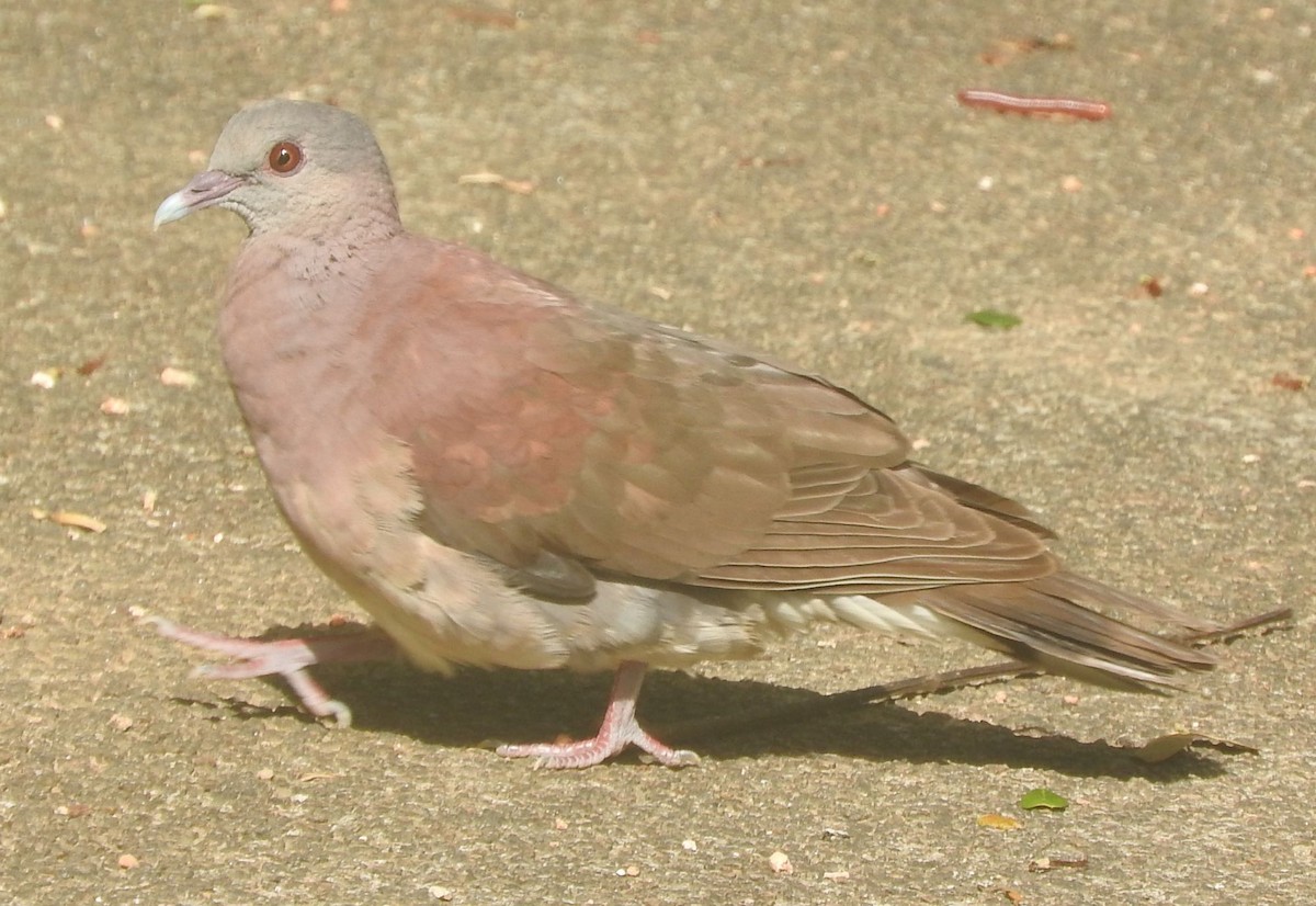 Pigeon de Madagascar - ML618138110