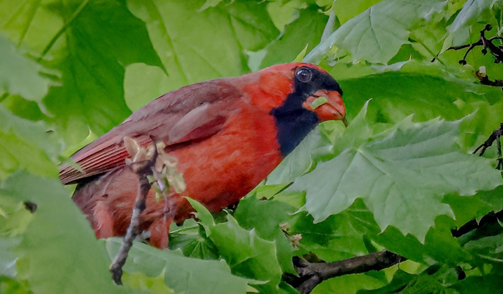Northern Cardinal - Gary Ladner