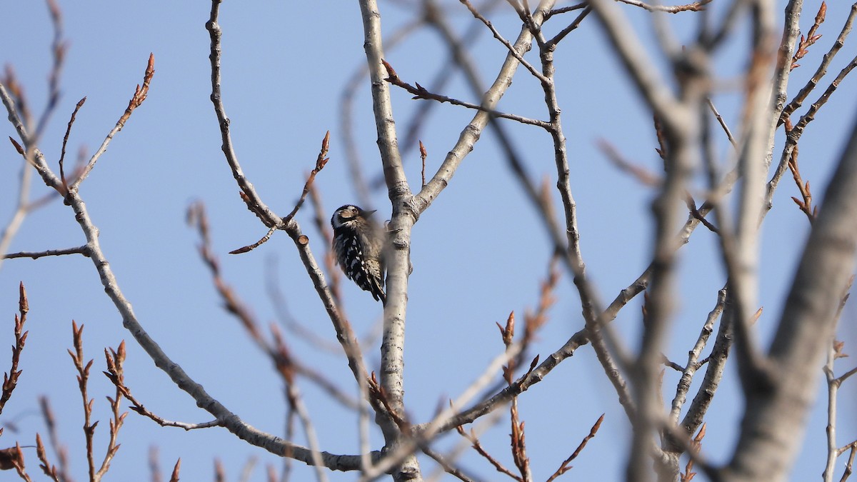 Lesser Spotted Woodpecker - ML618138147