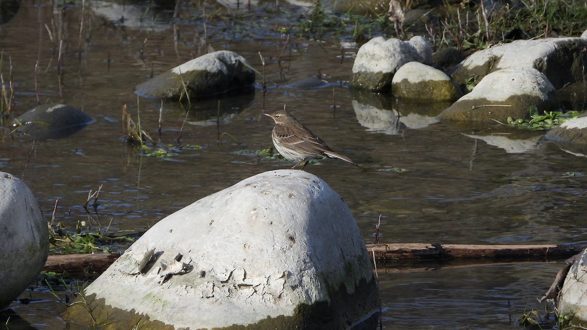 Water Pipit - ML618138151