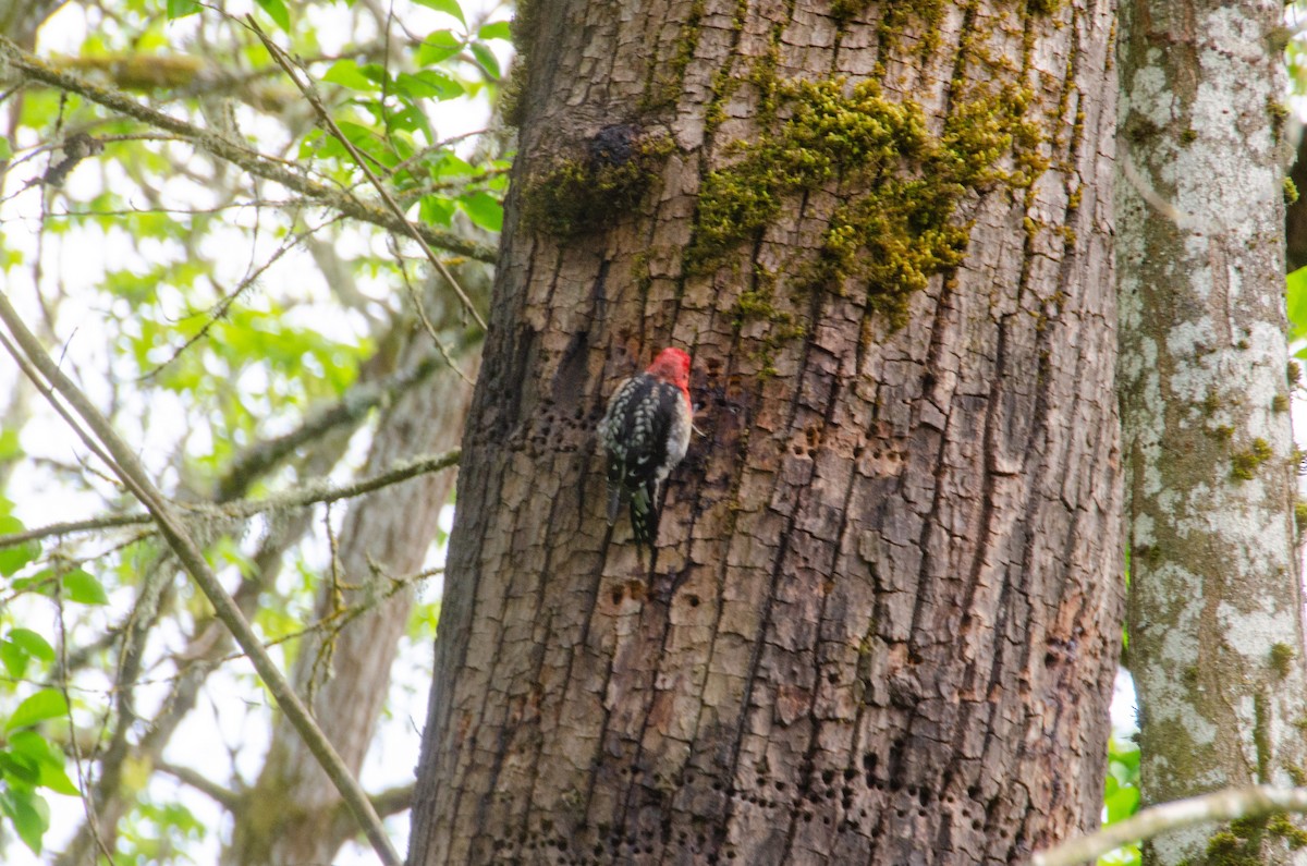Red-breasted Sapsucker - ML618138166