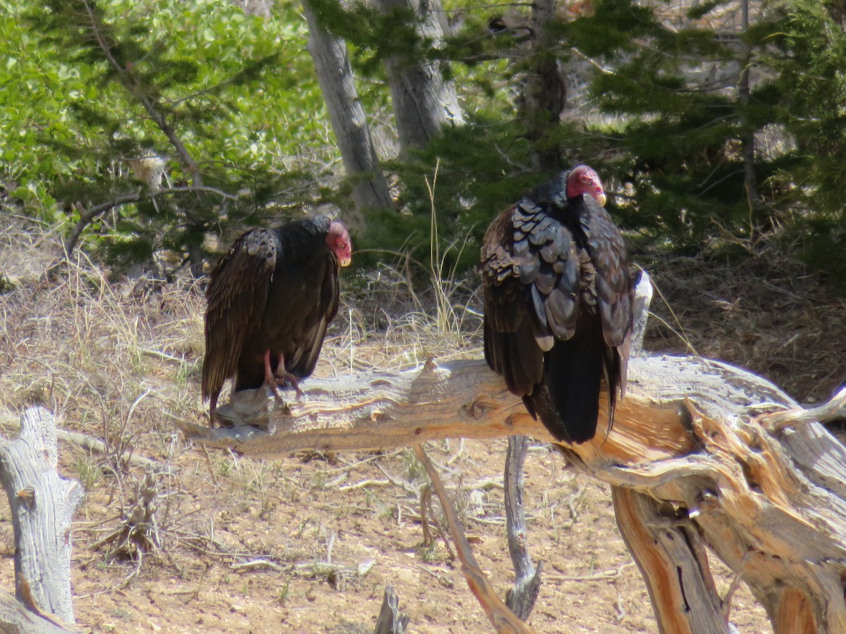 Turkey Vulture - Dominik Hałas
