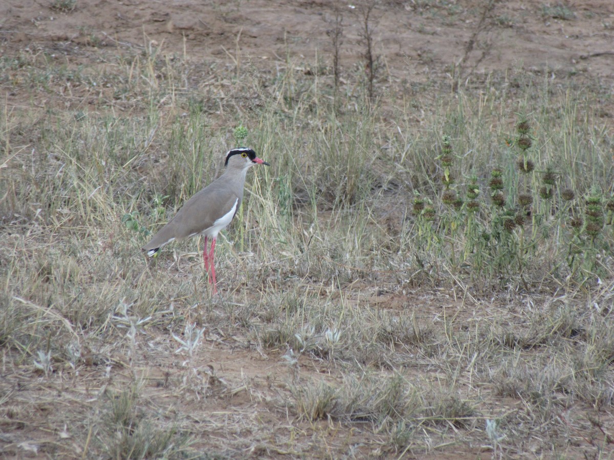 Crowned Lapwing - Ashlyn Campbell