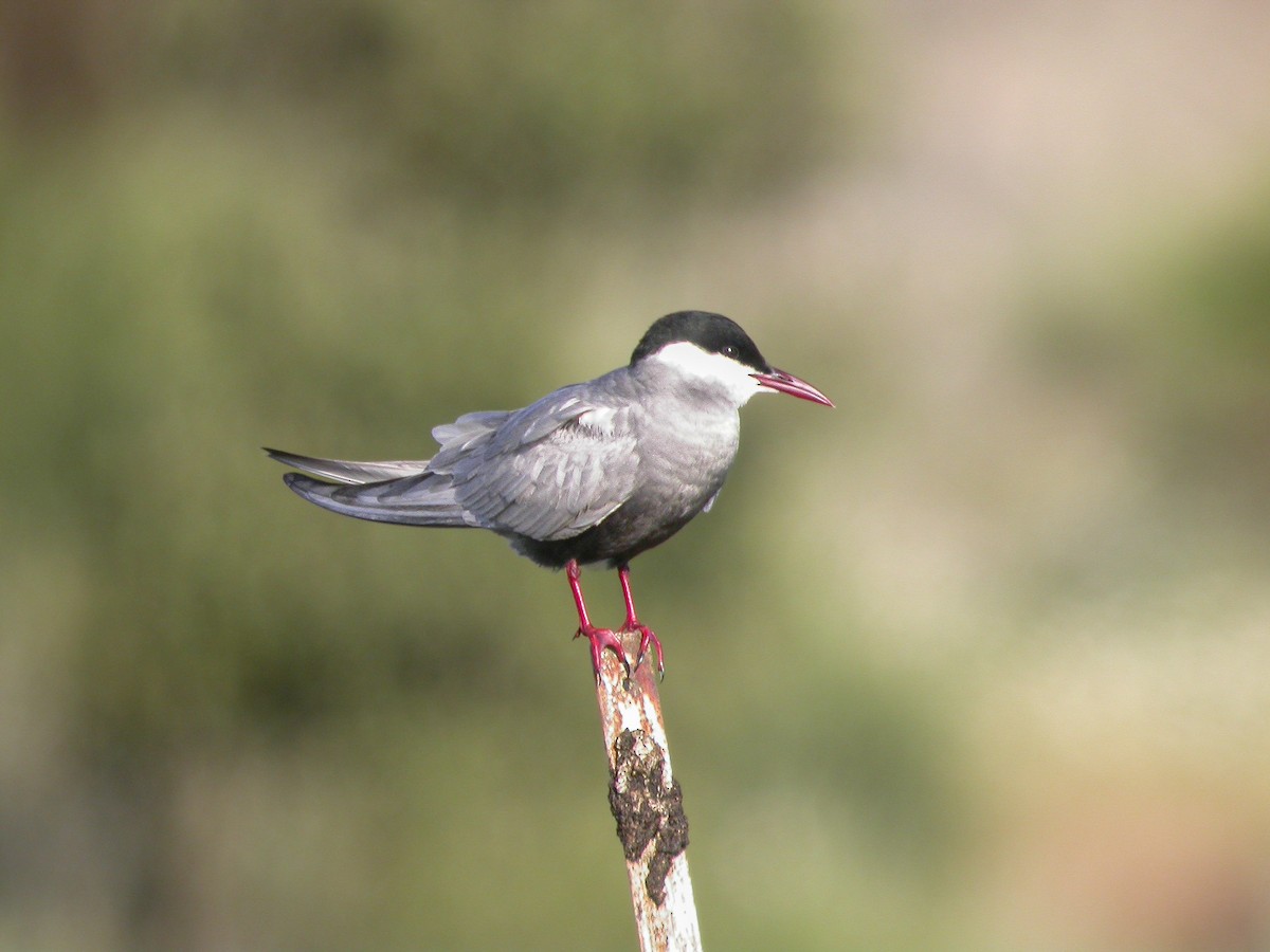Common Tern - ML618138261