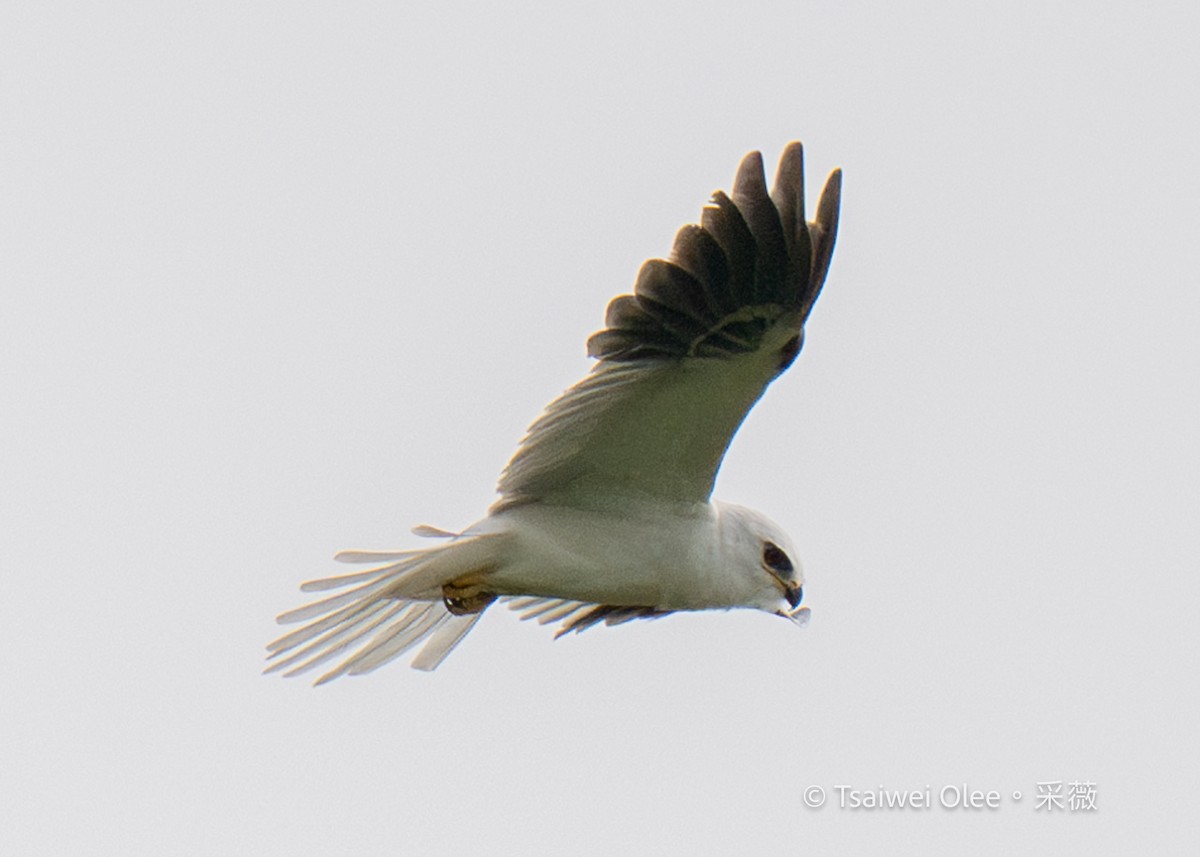 White-tailed Kite - ML618138284