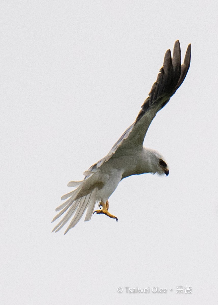 White-tailed Kite - Tsaiwei Olee