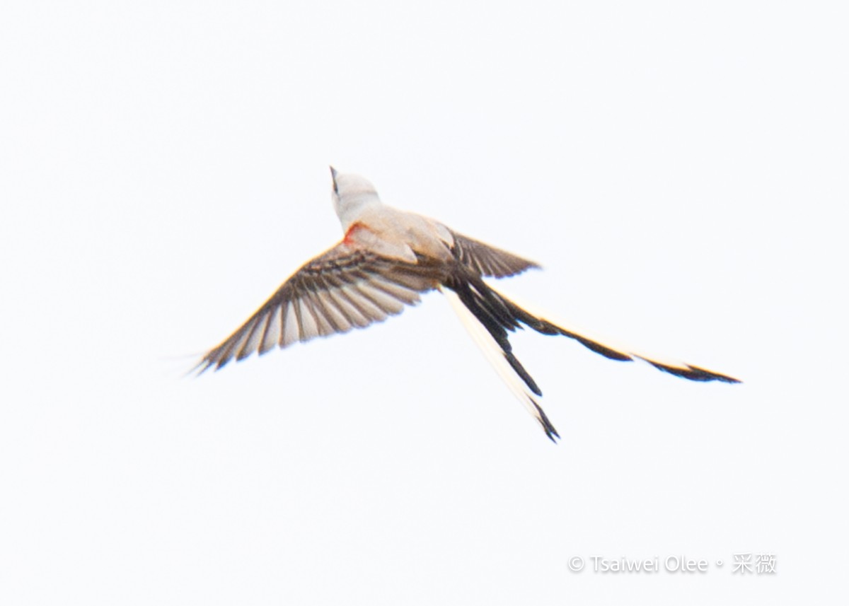 Scissor-tailed Flycatcher - ML618138301