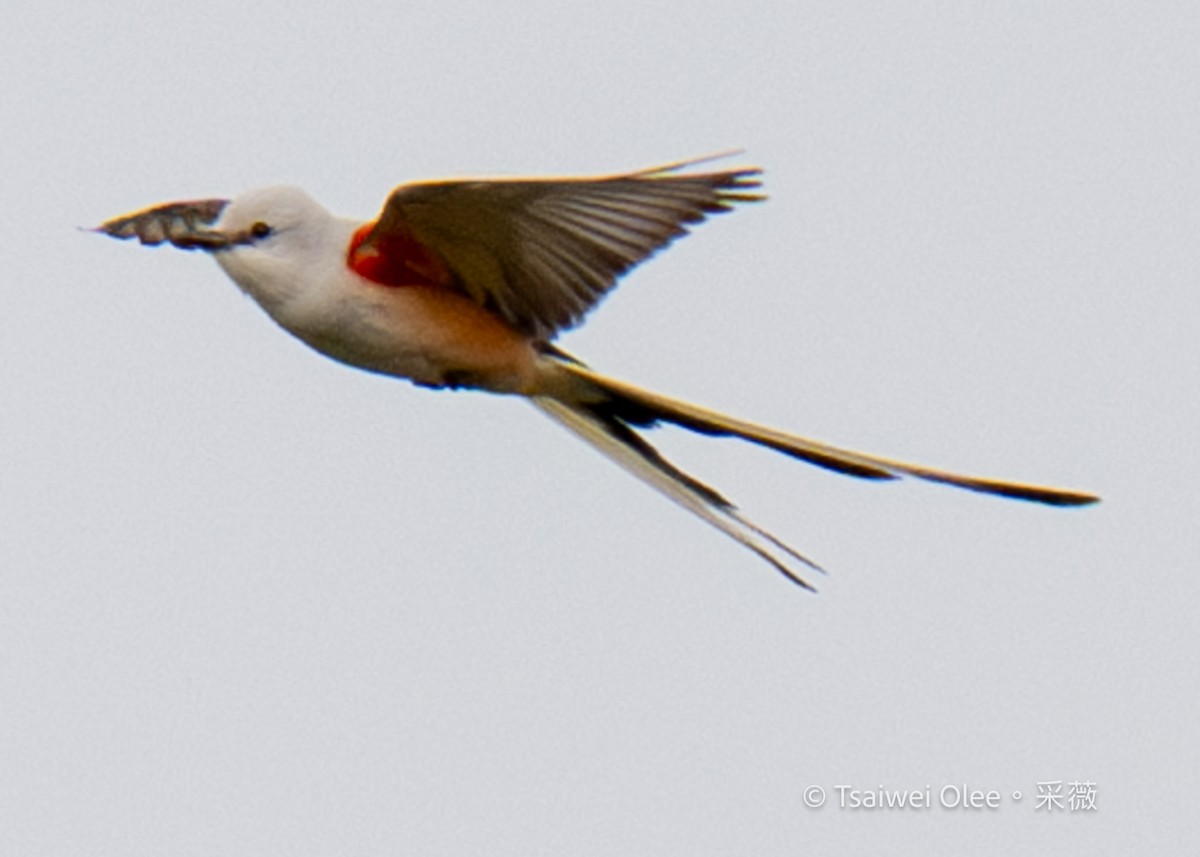 Scissor-tailed Flycatcher - Tsaiwei Olee