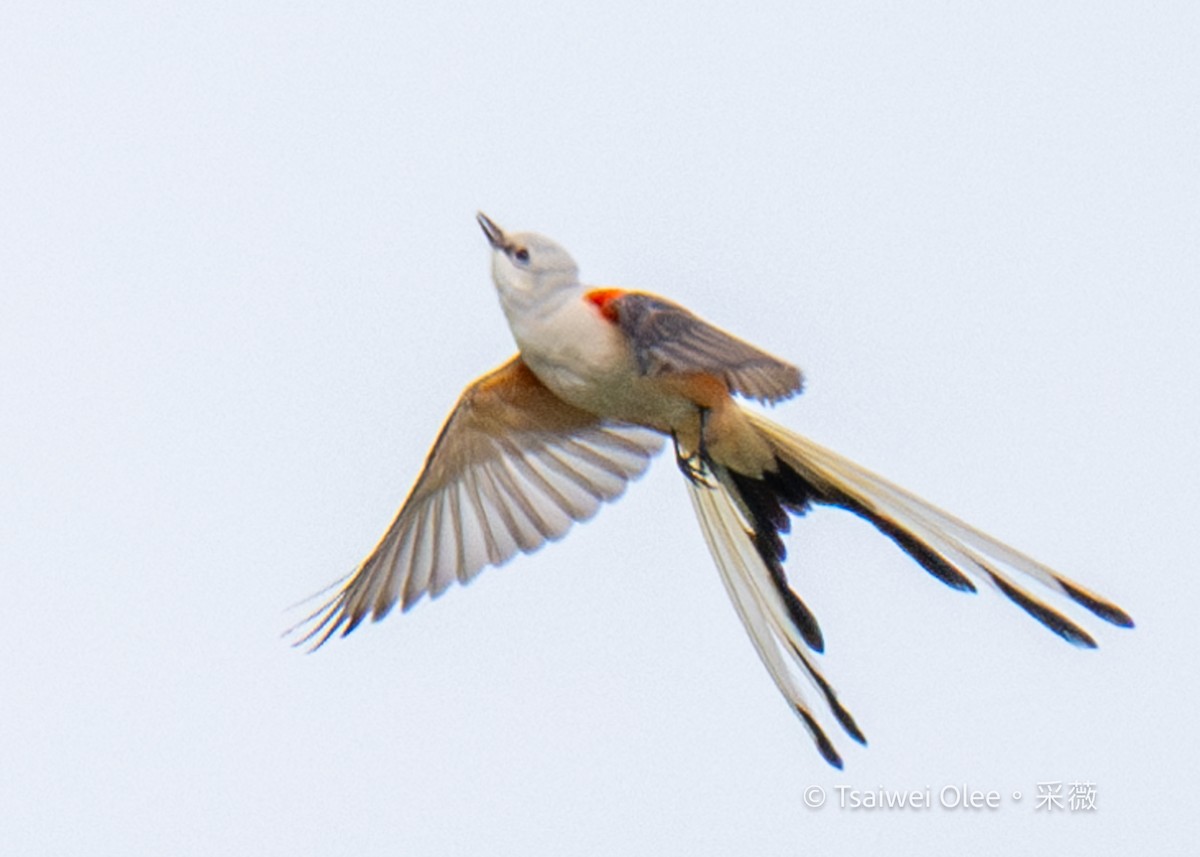 Scissor-tailed Flycatcher - ML618138304