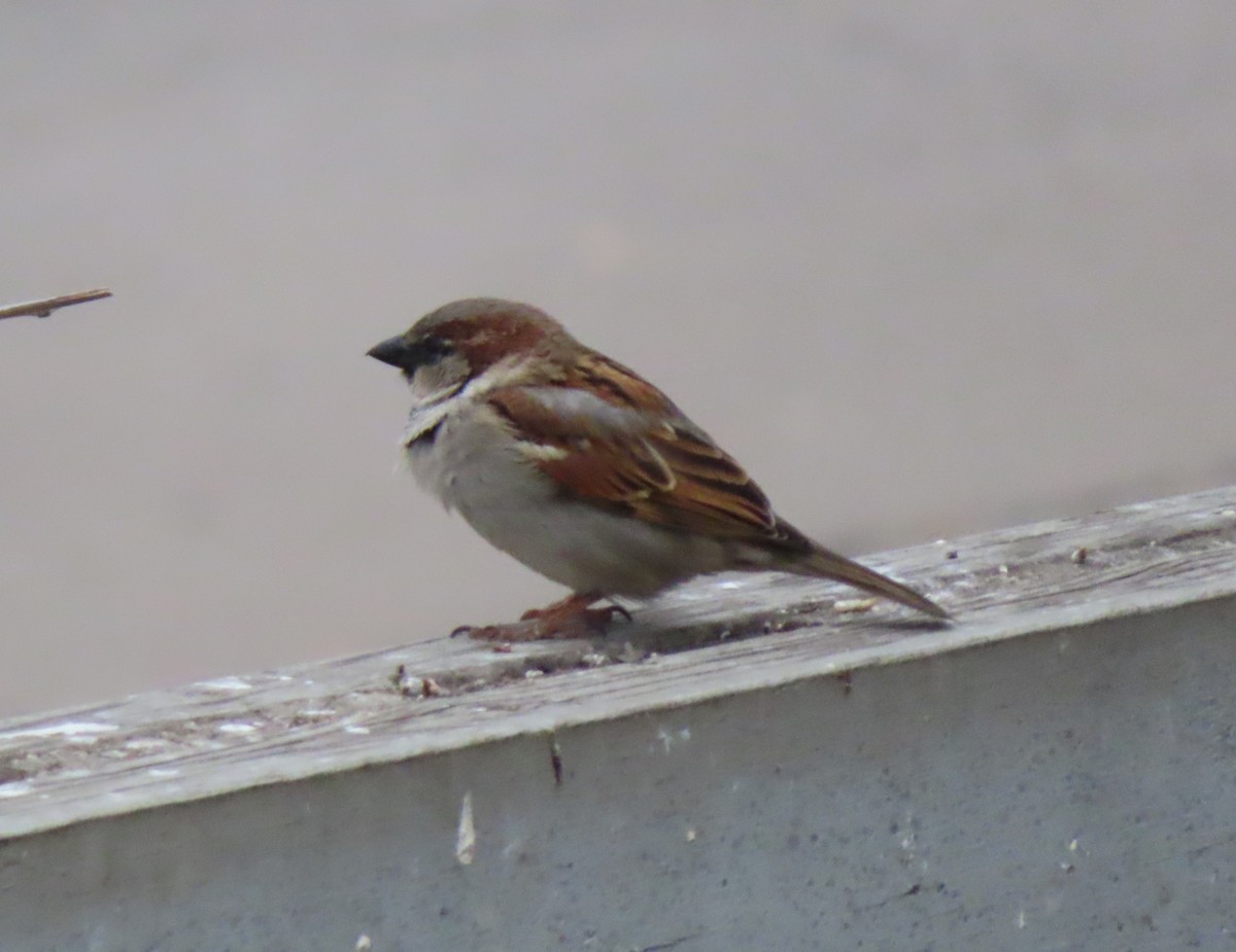 House Sparrow - ML618138307