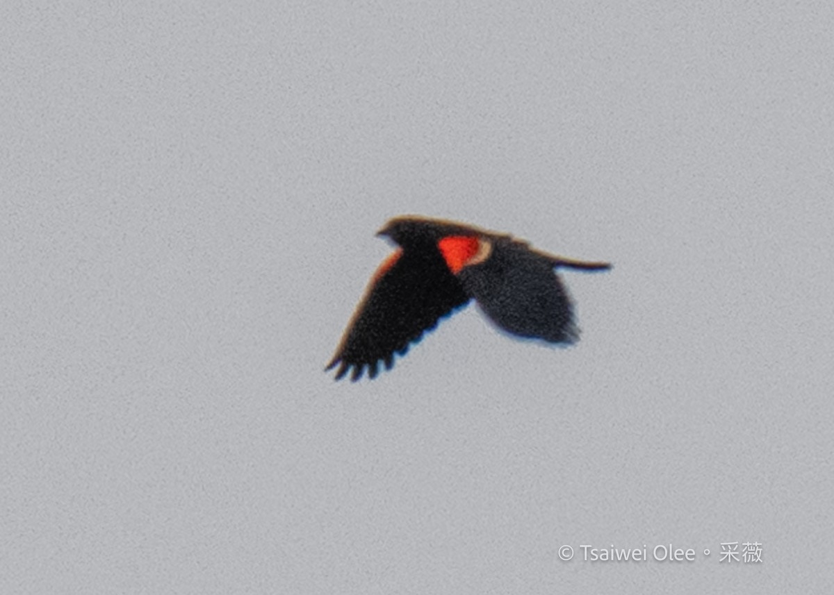 Red-winged Blackbird - Tsaiwei Olee