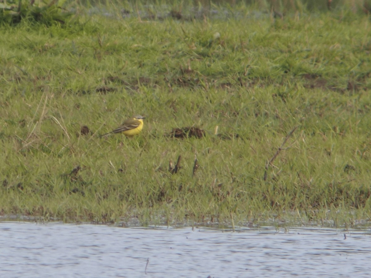 Western Yellow Wagtail (Channel Wagtail intergrade) - ML618138318