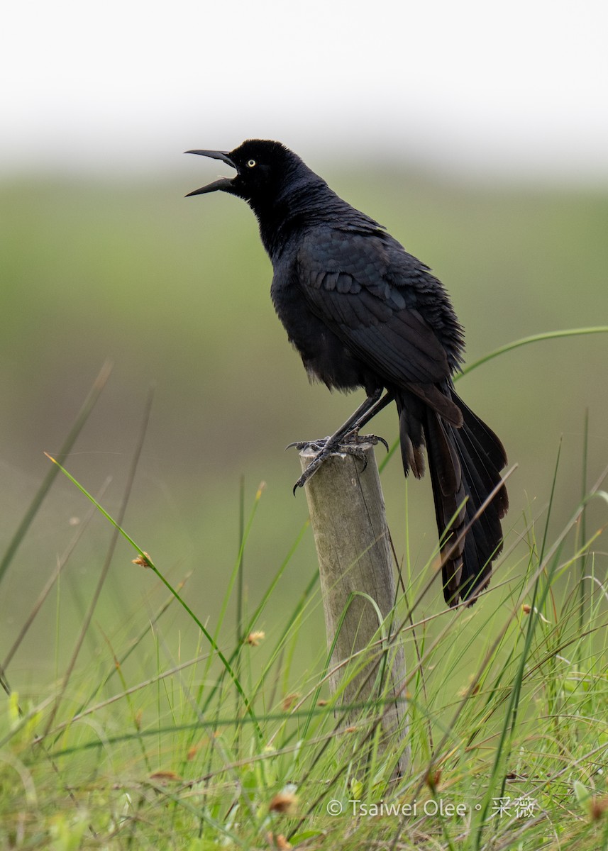 Great-tailed Grackle - ML618138319