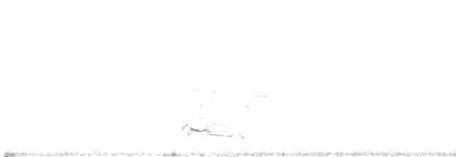 Короткоклювый бекасовидный веретенник - ML618138344