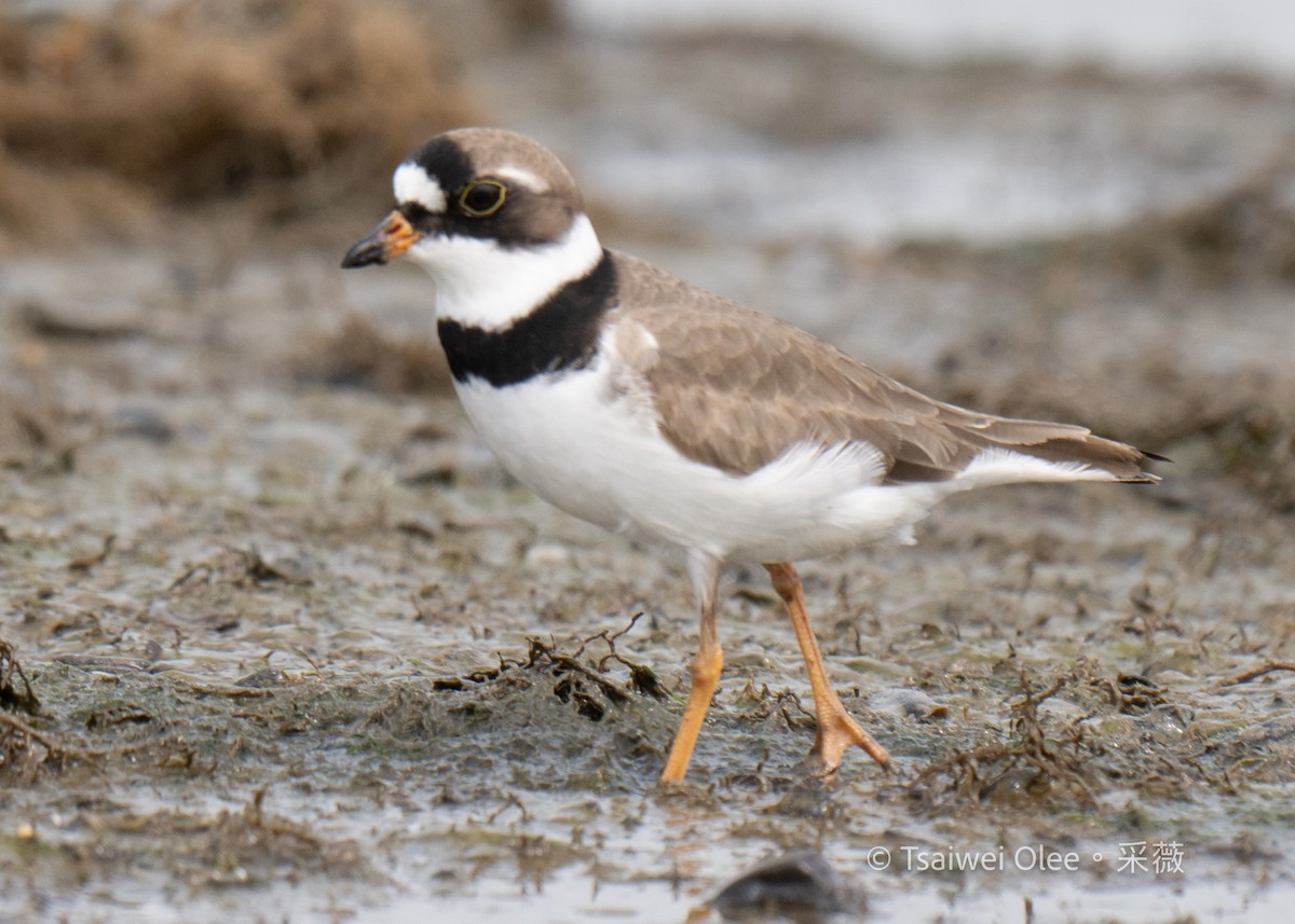 Semipalmated Plover - ML618138393