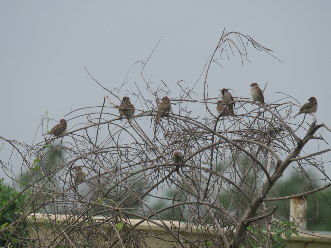 Eurasian Tree Sparrow - Yulin Shen