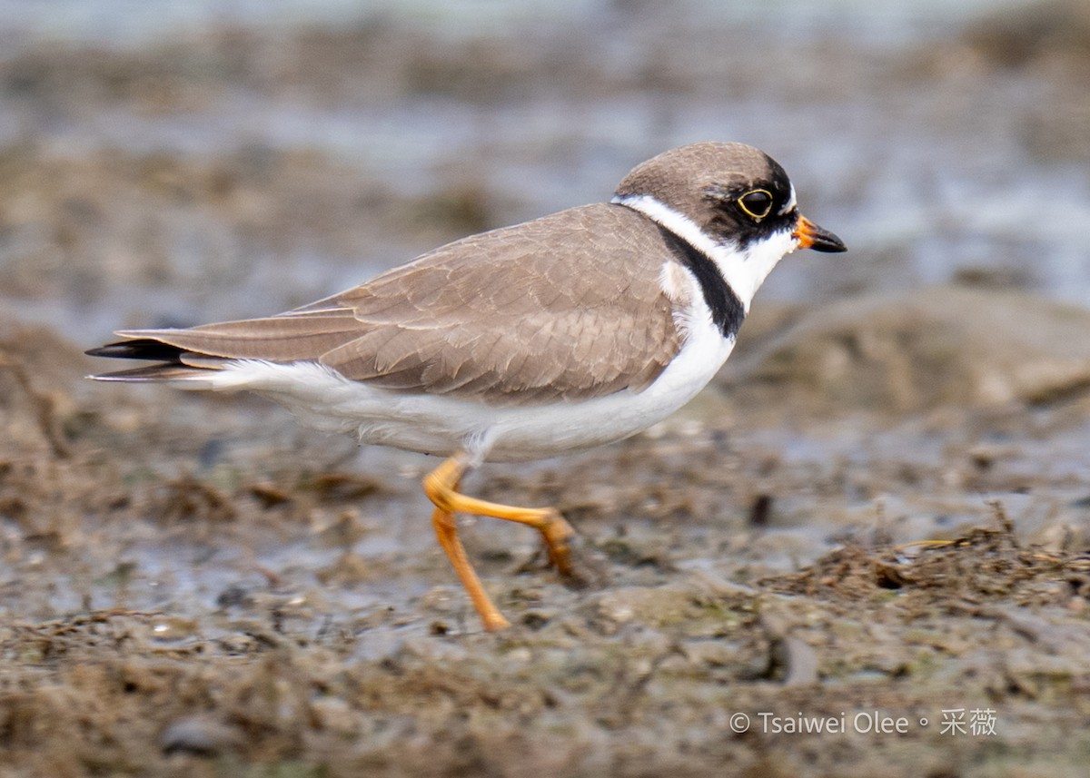 Semipalmated Plover - ML618138398